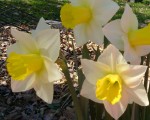 daffodil-jonquil-spring-yellow-white